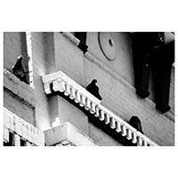 Black and white photo of pigeons sitting along the ledge of a building. Photo taken by Austin Metzger.